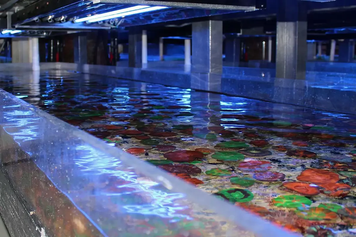 Australian Coral Production