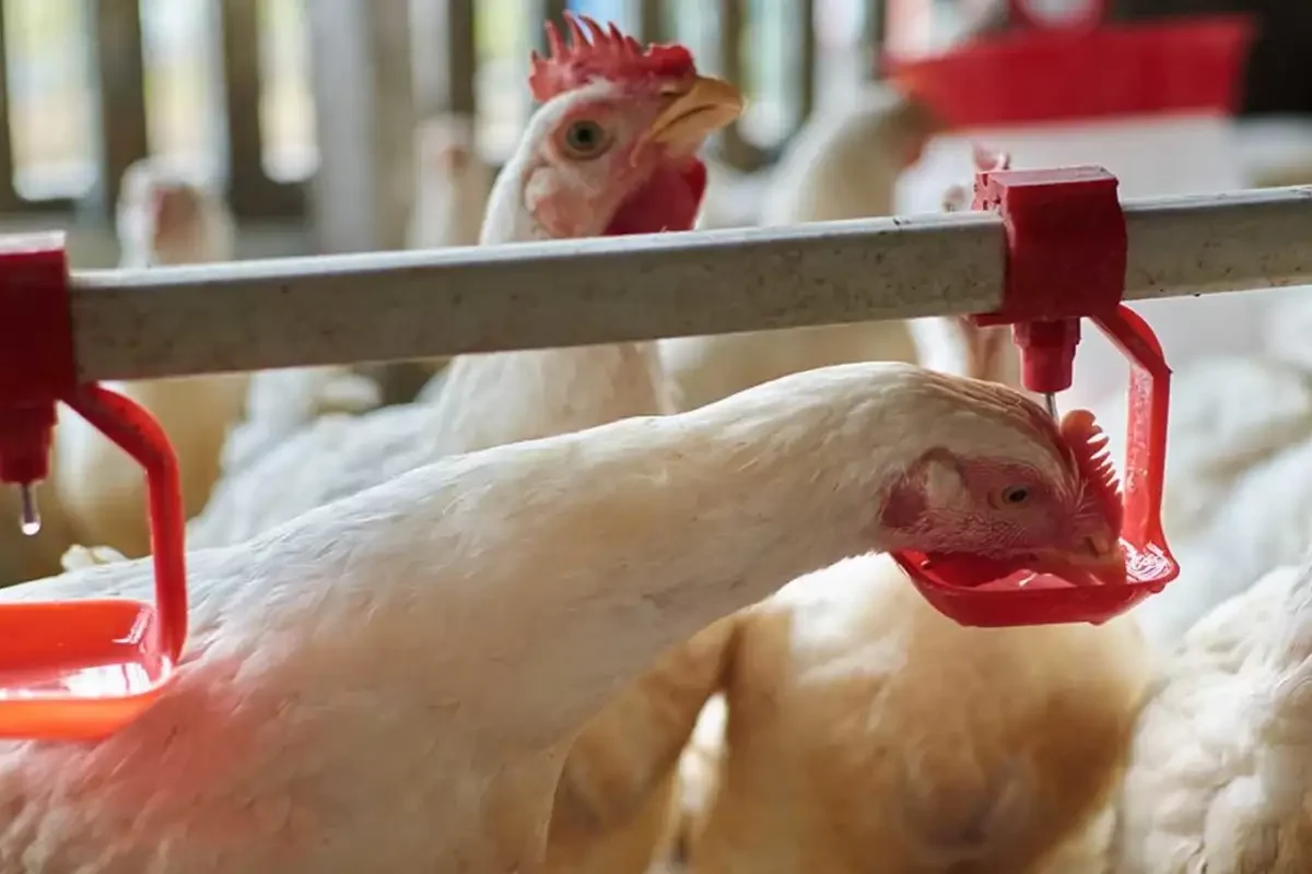 Hens Drinking From Drip Feeders